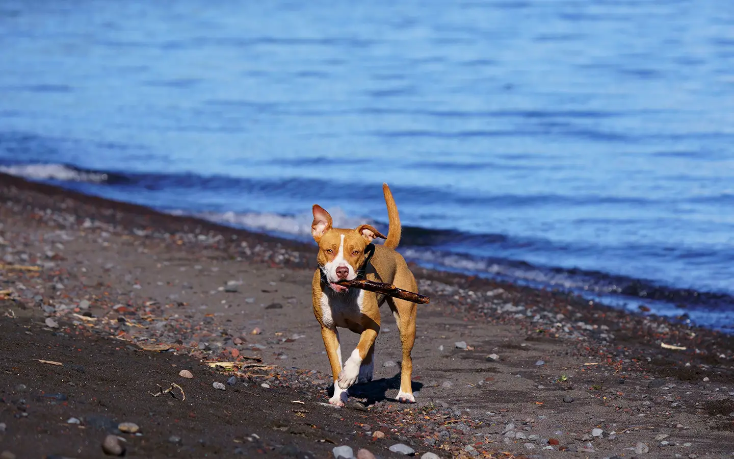 Hund mit Besitzer an einem ausgewiesenen Hundestrand am Gardasee