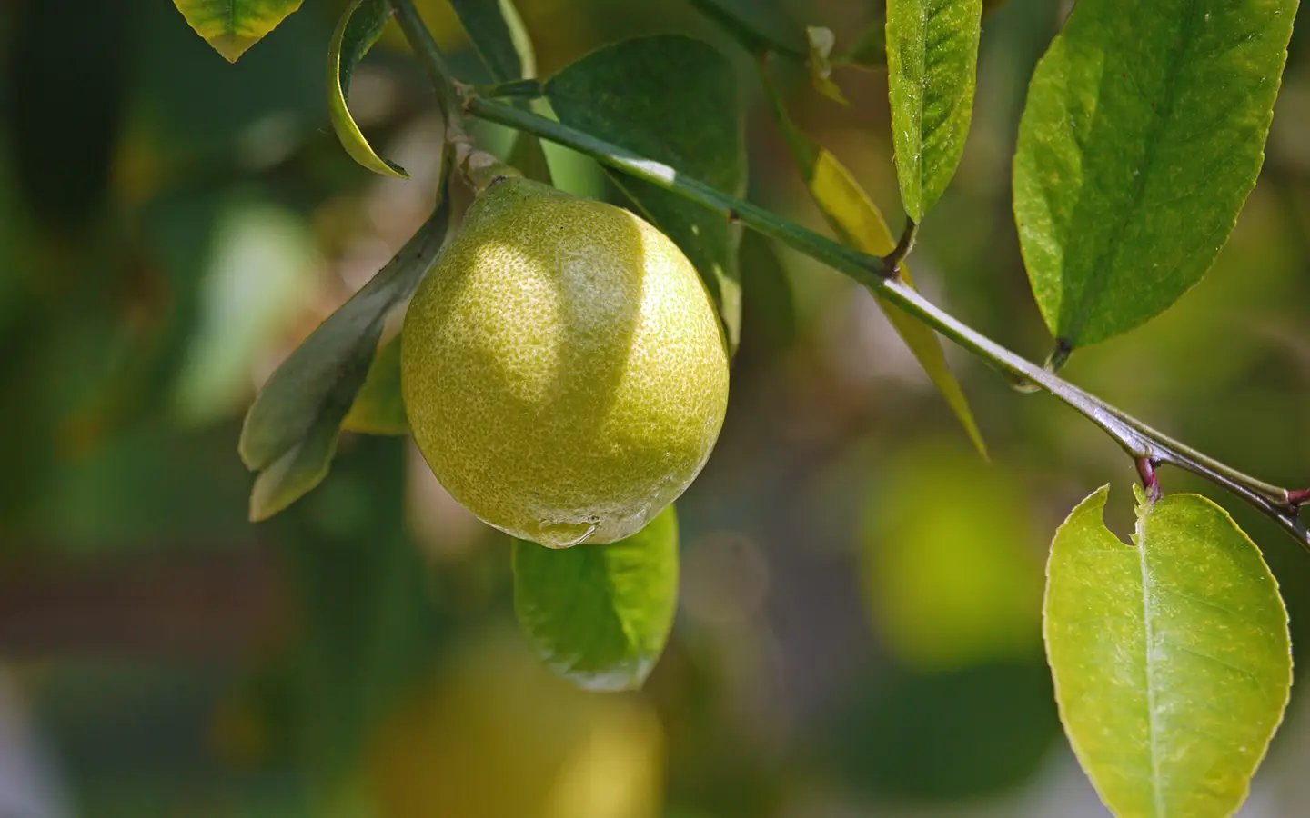 Historic citrus terraces at Limonaia del Castèl in Limone sul Garda overlooking Lake Garda